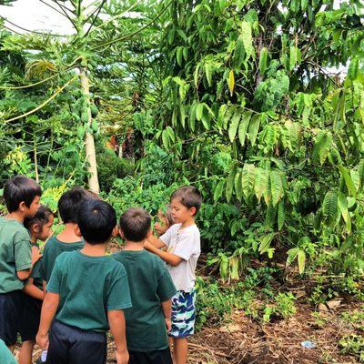 The Hale Puna permaculture food forest provides a variety of foods including: ulu, papaya, lilikoi, cassava, dragonfruit, and chaya.