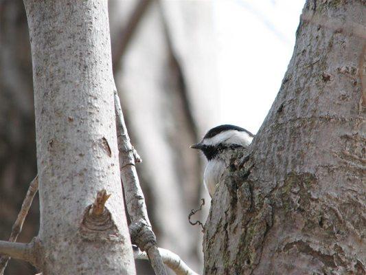 Gosnell Big Woods Preserve