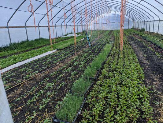 Whistling Thistle Farmstead