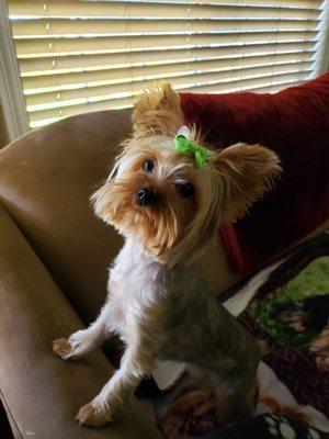 Chelsea is amazing!!! My yorkie gets great haircuts She has away with calming my dogs nerves wouldn't go anywhere else