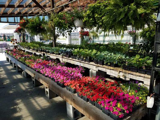 Annuals by Joseph's Greenhouse