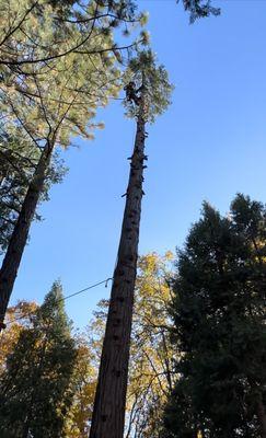 Arborcat Tree Service