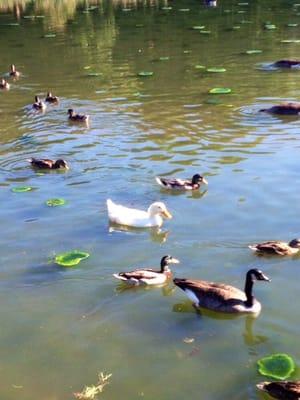 White Duck hangs in