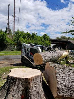 Protecting Your Property - Tree Removal