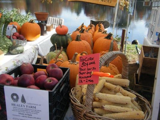 Plenty of pumpkins