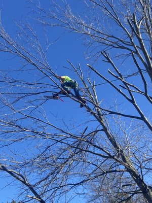 Topping a silver maple