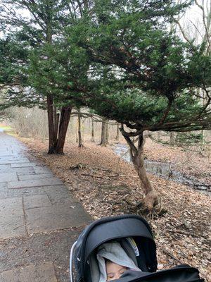 Trees, park, path