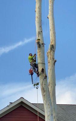 Arias Tree Service in the process of cutting down entire tree