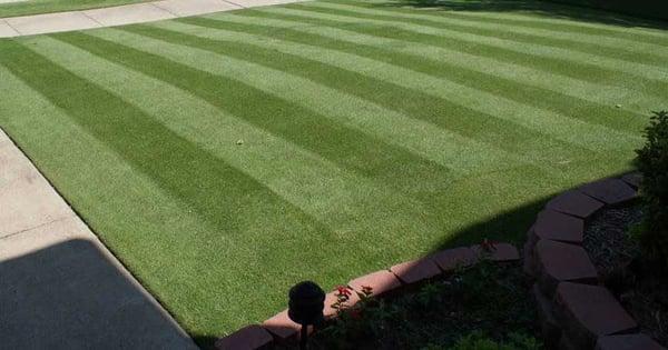 Professional lawn care at an affordable price