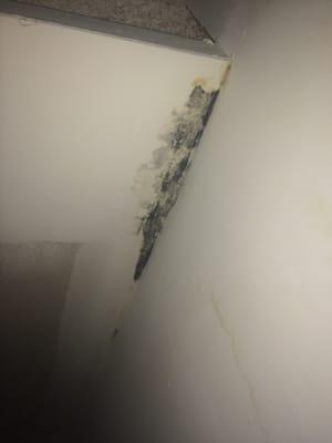 Mold throughout Everywhere Horrible breathing conditions