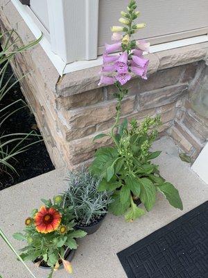 Two perennials, they one on the left was 50% off! Lavender is In the middle