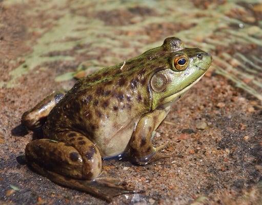 Live bull Frogs imported directly from South America, retail at wholesale price.