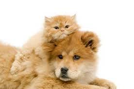 If you've ever wondered what your favorite pet is thinking, give me a call! (618) 236-5883. AskLoving.com.