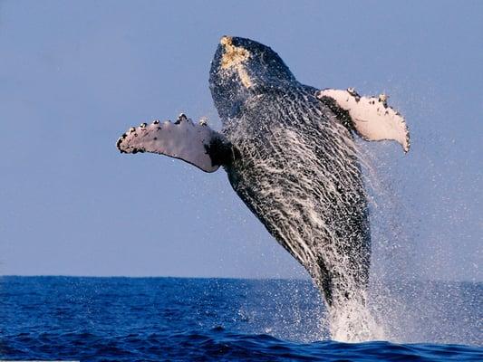 Hawaii Whale Watching Tours on the Big Island, Hawaii