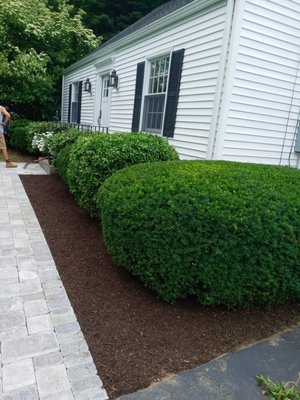 Shrub trimming