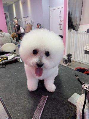 Bichon