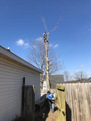 Tree removal in bentonville