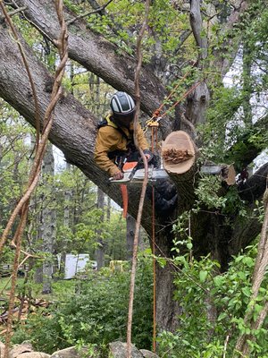 Raining day limb removal