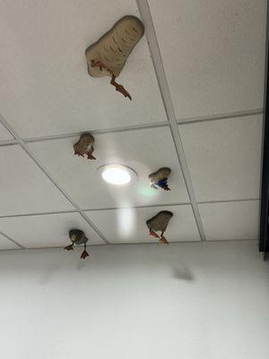 Ducks on the ceiling!