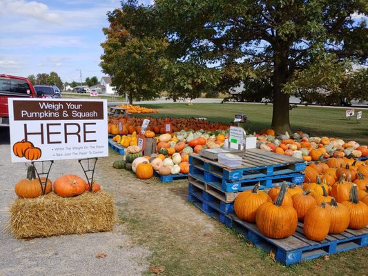 So many pumpkins