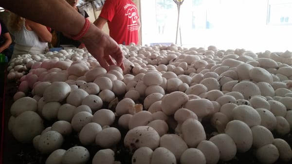 Mushroom tent. Pick one and eat it - as fresh as it gets!