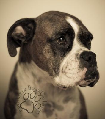 "Hope" Boxer from Davis, CA