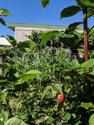 School garden