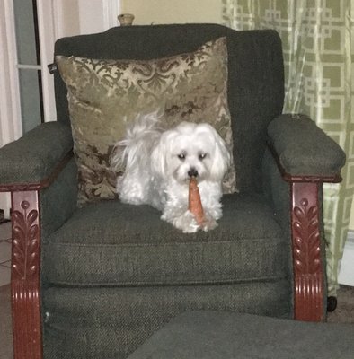 Skippy eating a carrot