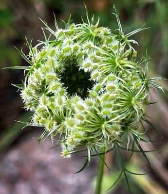 August 13, 2022 Queen Anne's Lace