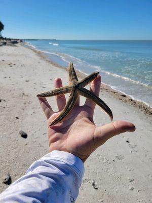 StarFish along our island  excursion