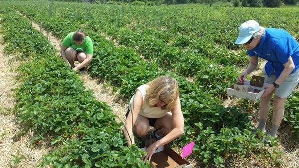 Blue Berry Hill Farm