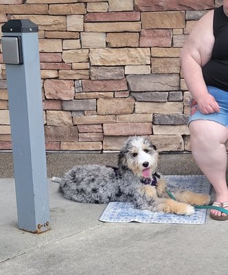 Service Dog in Training