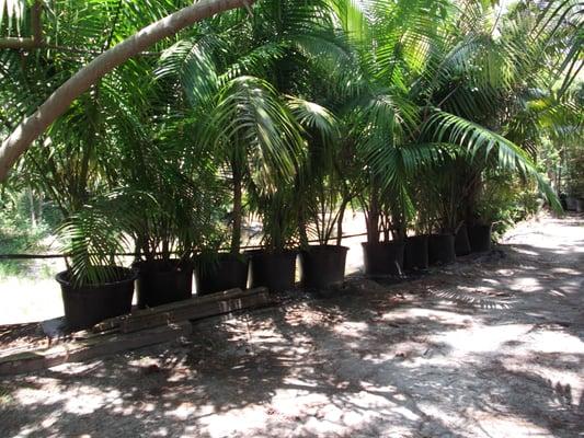 Copper Leaf Palms