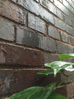 Bugs on 115 year old historic brick building due to very poor installation