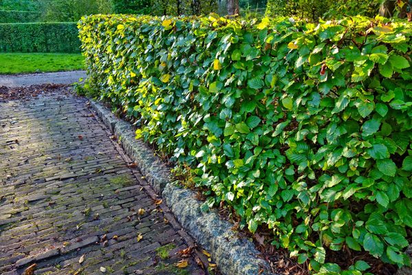 A trimmed hedge