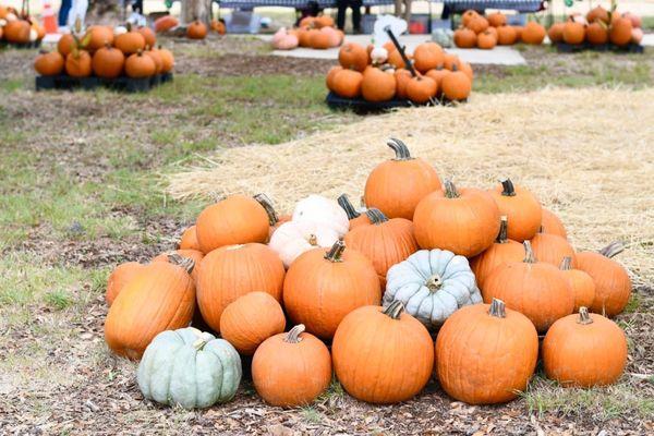 A variety of colorful pumpkins to choose from!