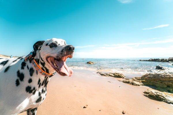 Beachside Paws