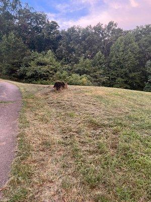 Another photo of what the yard looked like when I was done mowing and weedeating