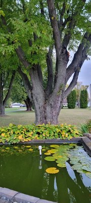 Deadwood prune sealed and foam sealed to bring this sugar maple back to life and remain healthy for years to come.