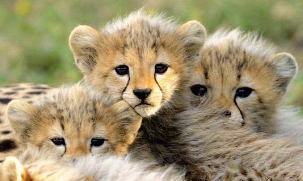 Cheetahs in Ndutu Area, Serengeti