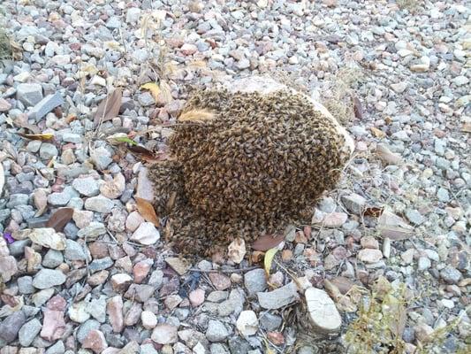 Bee swarm on a rock