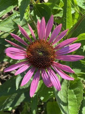 Purple coneflower