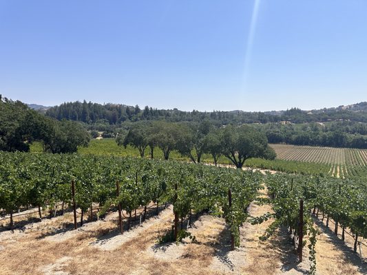 Vineyard view from the tasting room