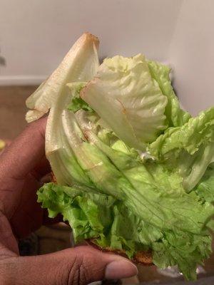 Old lettuce