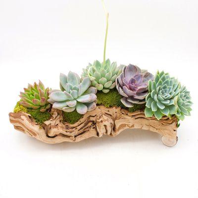 Succulent Arrangement on Grapewood Log