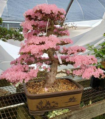 Bonsai Tree