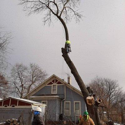 Tree removal