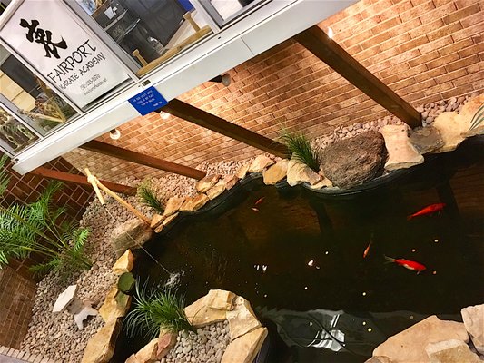 Koi pond under the storefront window