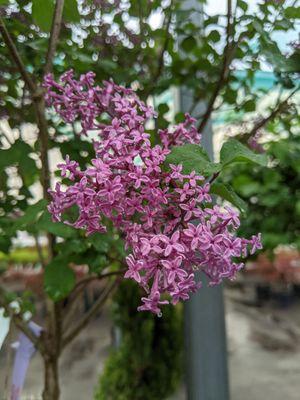 Lilacs