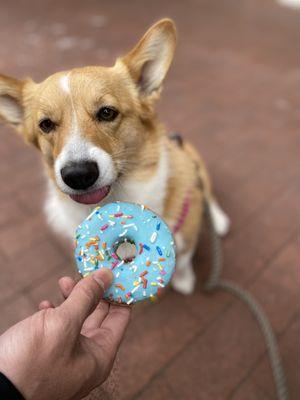 Dog donut